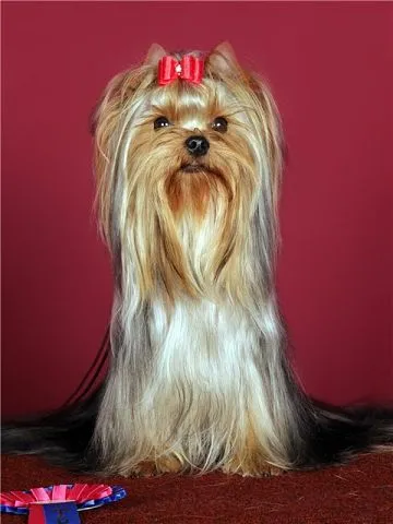 CASABLANKA — Labaza DogPedigree YorkshireTerrier